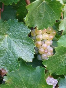 z wine grapes