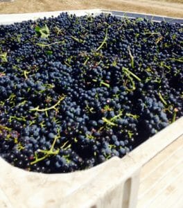 z wine grapes